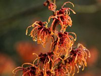 Hamamelis Jelena 2016 01 23 9139